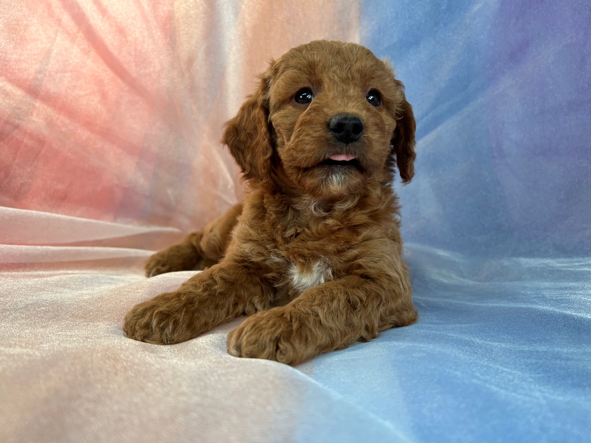 Dark Red Mini Goldendoodle Puppy for Sale $1200 DOB 1-18-2023